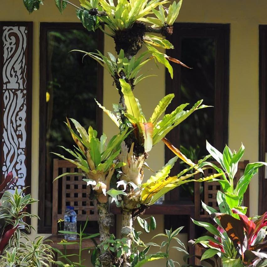 Hadi Homestay Banyuwangi  Exterior foto